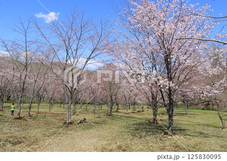 えにわ湖桜公園 えにわ湖桜公園 125830095