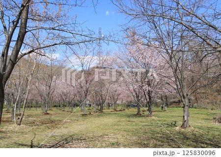 えにわ湖桜公園 125830096