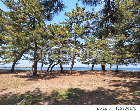 美しい松の木と遠くに見える海 125830179
