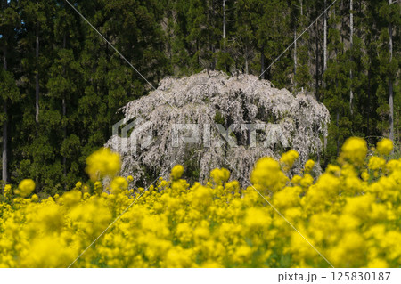 長野県 坪井のしだれ桜と菜の花 長野県 坪井のしだれ桜と菜の花 125830187