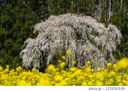長野県 坪井のしだれ桜と菜の花 125830189