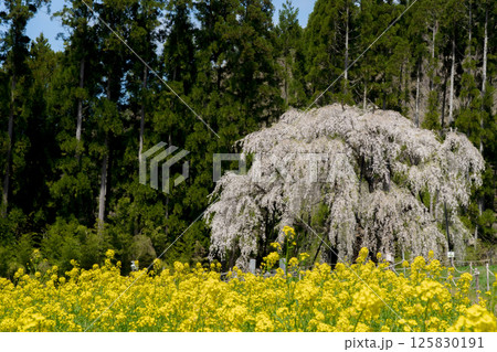長野県 坪井のしだれ桜と菜の花 125830191