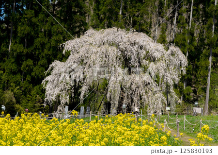 長野県 坪井のしだれ桜と菜の花 長野県 坪井のしだれ桜と菜の花 125830193
