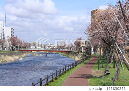 千歳川桜並木 千歳川桜並木 125830251