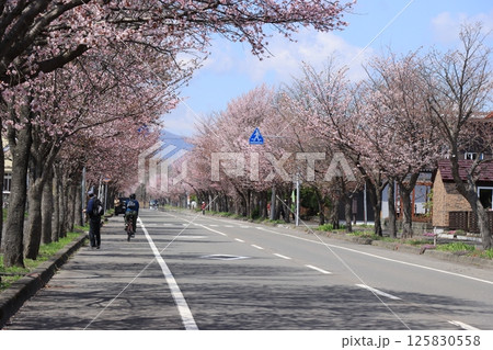 千歳市向陽台の桜並木 千歳市向陽台の桜並木 125830558