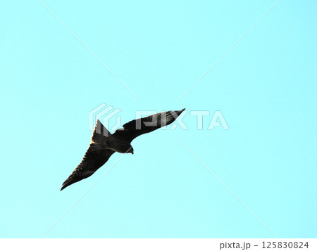 青空バックに飛翔して獲物を探すトビ 125830824