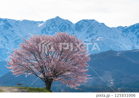 野平の一本桜と北アルプス　長野県白馬村 125831006