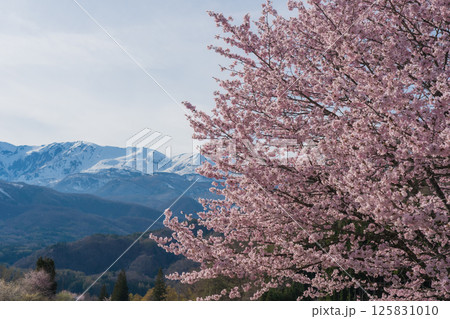 野平の一本桜と北アルプス　長野県白馬村 125831010