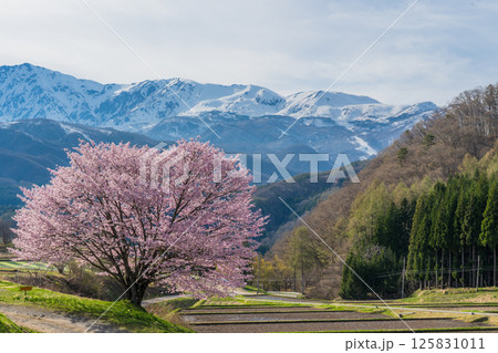 野平の一本桜と北アルプス 長野県白馬村 野平の一本桜と北アルプス 長野県白馬村 125831011