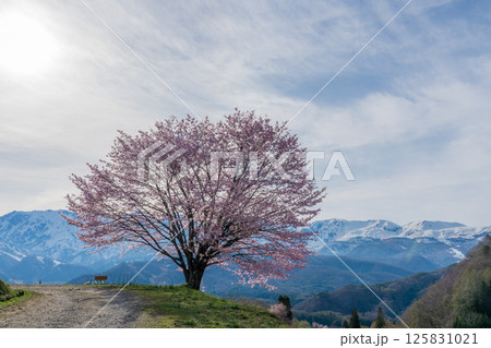 野平の一本桜と北アルプス　長野県白馬村 125831021