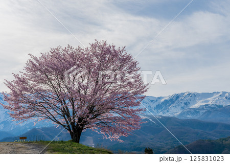 野平の一本桜と北アルプス　長野県白馬村 125831023