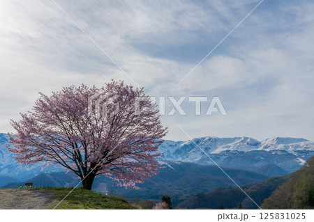 野平の一本桜と北アルプス　長野県白馬村 125831025