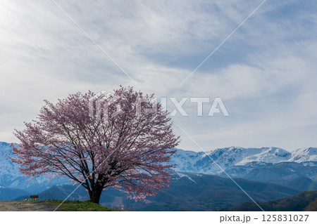 野平の一本桜と北アルプス　長野県白馬村 125831027