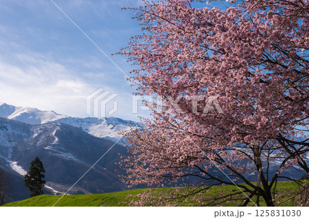 野平の一本桜と北アルプス　長野県白馬村 125831030