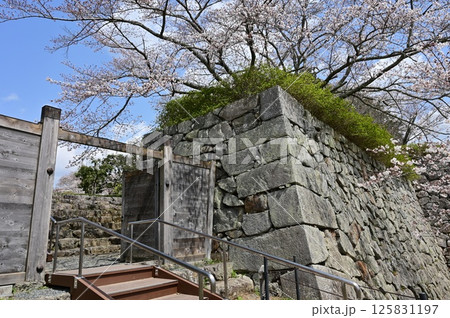 埋門の石垣とソメイヨシノ（篠山城） 125831197