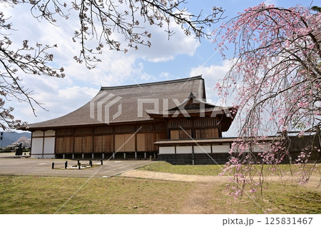 篠山城大書院（兵庫県）とサクラ 125831467
