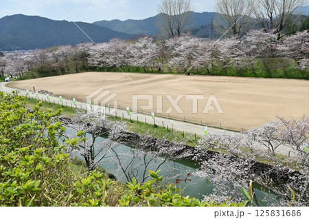 三の丸の水堀とソメイヨシノ（篠山城） 125831686