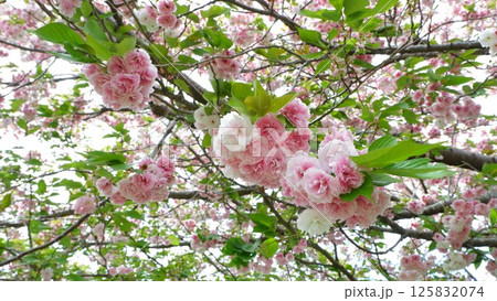 満開の八重桜　さくら 125832074