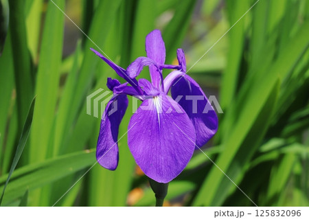 カキツバタ 125832096