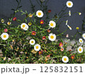 エリゲロン 125832151