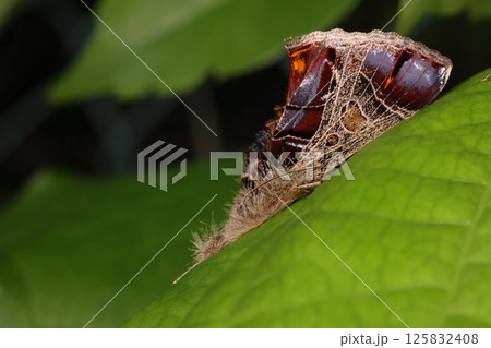 生き物 昆虫 トビイロトラガ、赤青紫の地色に網目模様。派手ですがぱっと見枯れ葉に見えなくもない 生き物 昆虫 トビイロトラガ、赤青紫の地色に網目模様。派手ですがぱっと見枯れ葉に見えなくもない 125832408