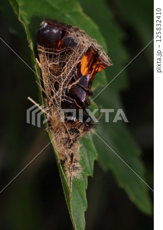 生き物　昆虫　トビイロトラガ、ヤガ科トラガ亜科のガ。開張は四十五ミリほどで割と大型 125832410