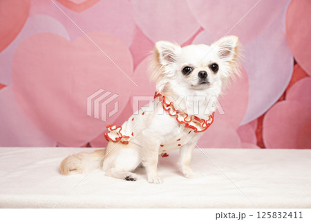 ピンクのハートバックとおすまししたチワワ 125832411