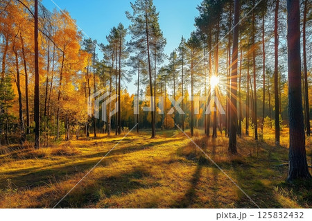 Sunny autumn day in the forest 125832432