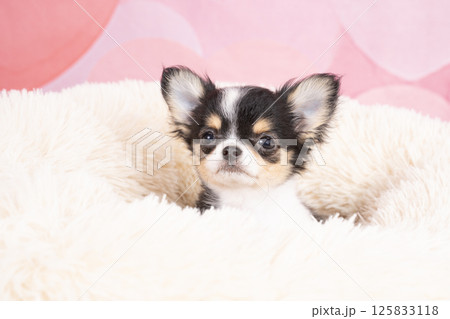 ピンクバックと白いベッドに入ったチワワの仔犬 ピンクバックと白いベッドに入ったチワワの仔犬 125833118