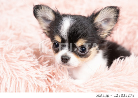 ピンクバックと白いベッドに入ったチワワの仔犬 ピンクバックと白いベッドに入ったチワワの仔犬 125833278