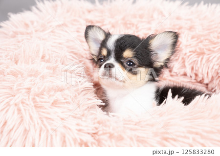 ピンクバックと白いベッドに入ったチワワの仔犬 ピンクバックと白いベッドに入ったチワワの仔犬 125833280