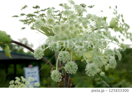 エゾニュウの花 北海道 エゾニュウの花 北海道 125833300