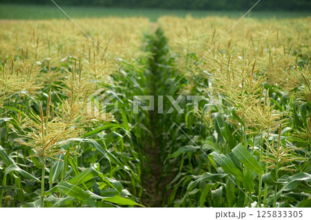トウモロコシ畑　北海道　十勝 125833305
