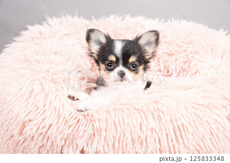 グレーバックとピンクのベッドに入ったチワワの仔犬 グレーバックとピンクのベッドに入ったチワワの仔犬 125833348
