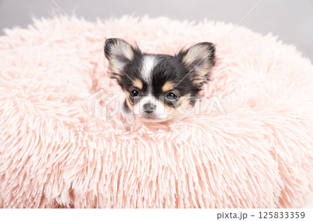 グレーバックとピンクのベッドに入ったチワワの仔犬 グレーバックとピンクのベッドに入ったチワワの仔犬 125833359