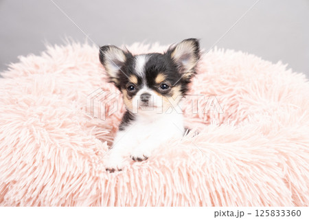 ピンクバックとピンクのベッドに入ったチワワの仔犬 125833360
