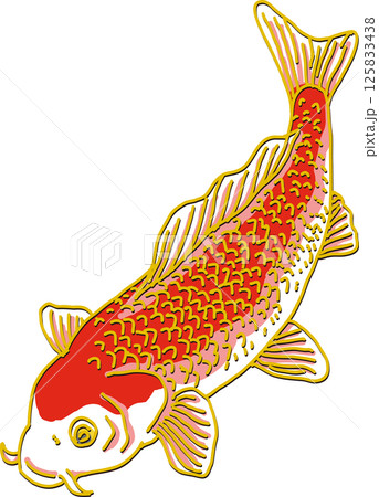 赤い鯉_下向き 125833438