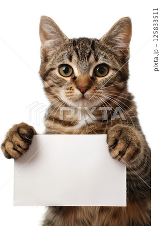 Adorable Tabby Cat Peeking Over Blank White Sign Isolated on White Background 125833511