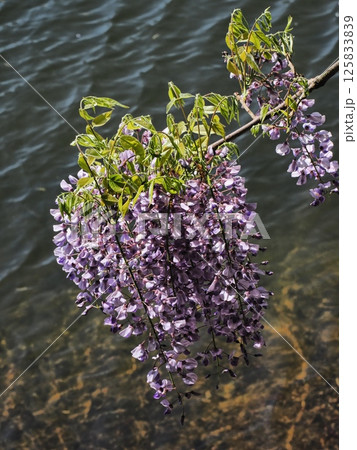 里山のフジの花 125833839