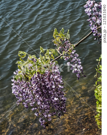 里山のフジの花 里山のフジの花 125833840