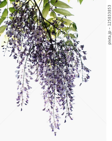 里山のフジの花 125833853