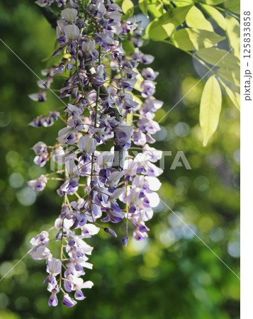 里山のフジの花 里山のフジの花 125833858