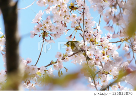 桜の花とメジロ 桜の花とメジロ 125833870