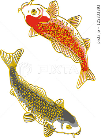 鯉二匹_黒い鯉下向き_赤い鯉上向き 125833893