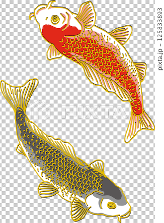 鯉二匹_黒い鯉下向き_赤い鯉上向き 125833893
