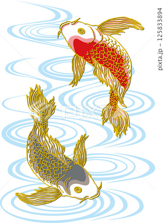 鯉二匹_水面あり_黒い鯉下向き_赤い鯉上向き_ヒレ華やか 鯉二匹_水面あり_黒い鯉下向き_赤い鯉上向き_ヒレ華やか 125833894