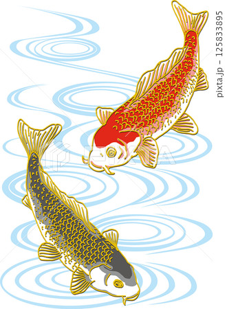 鯉二匹_水面あり_黒い鯉下向き_赤い鯉上向き 125833895