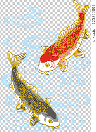 鯉二匹_水面あり_黒い鯉下向き_赤い鯉上向き 125833895