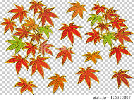 紅いモミジ 125833897