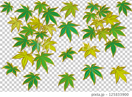 Fresh green maple leaves Fresh green maple leaves 125833900